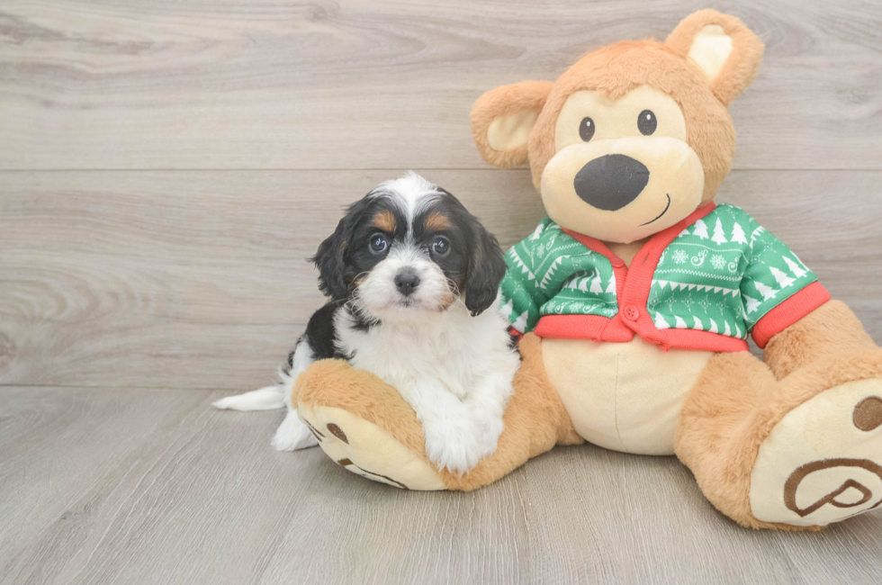 6 week old Cavapoo Puppy For Sale - Lone Star Pups