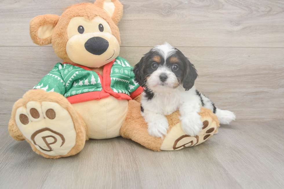Playful Cavapoodle Poodle Mix Puppy
