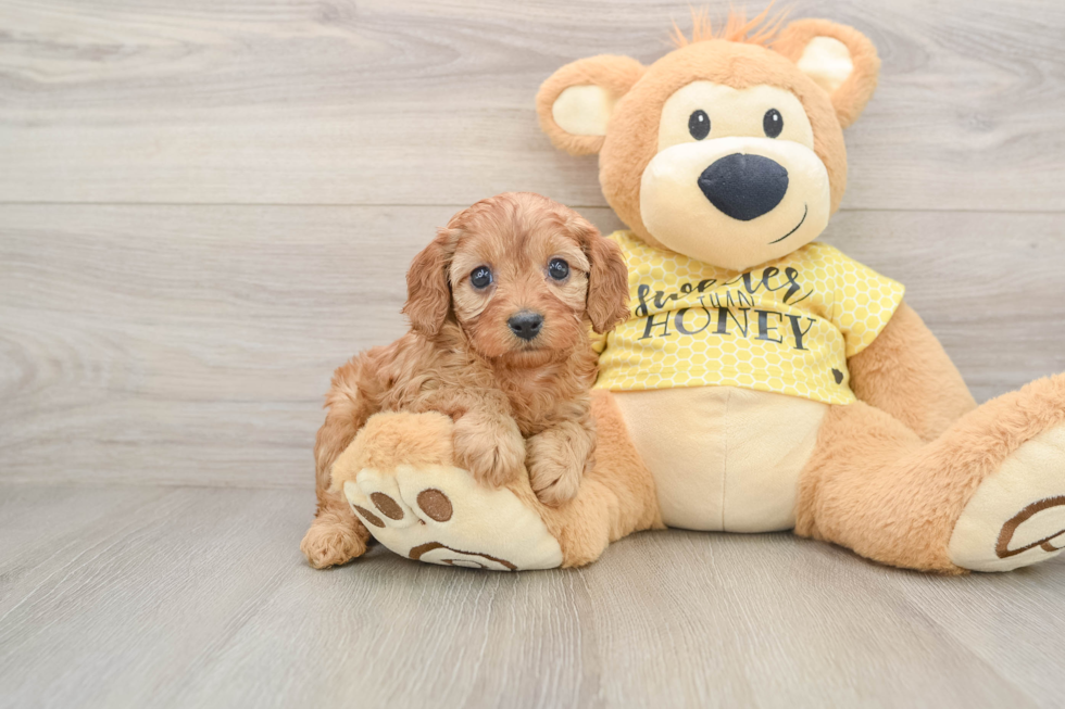 Cavapoo Puppy for Adoption