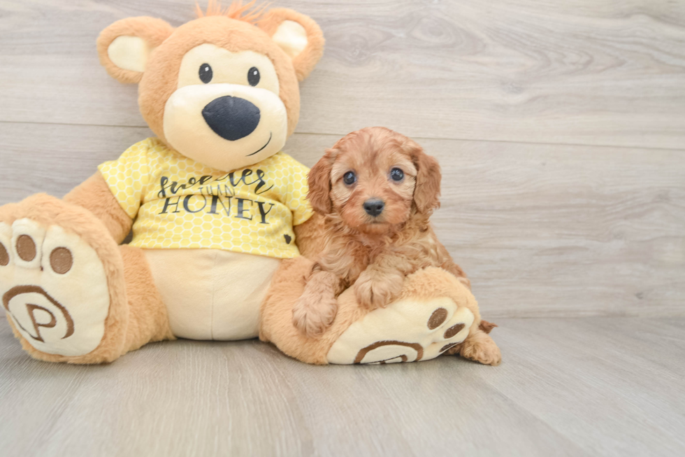 Funny Cavapoo Poodle Mix Pup
