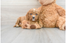 Funny Cavapoo Poodle Mix Pup