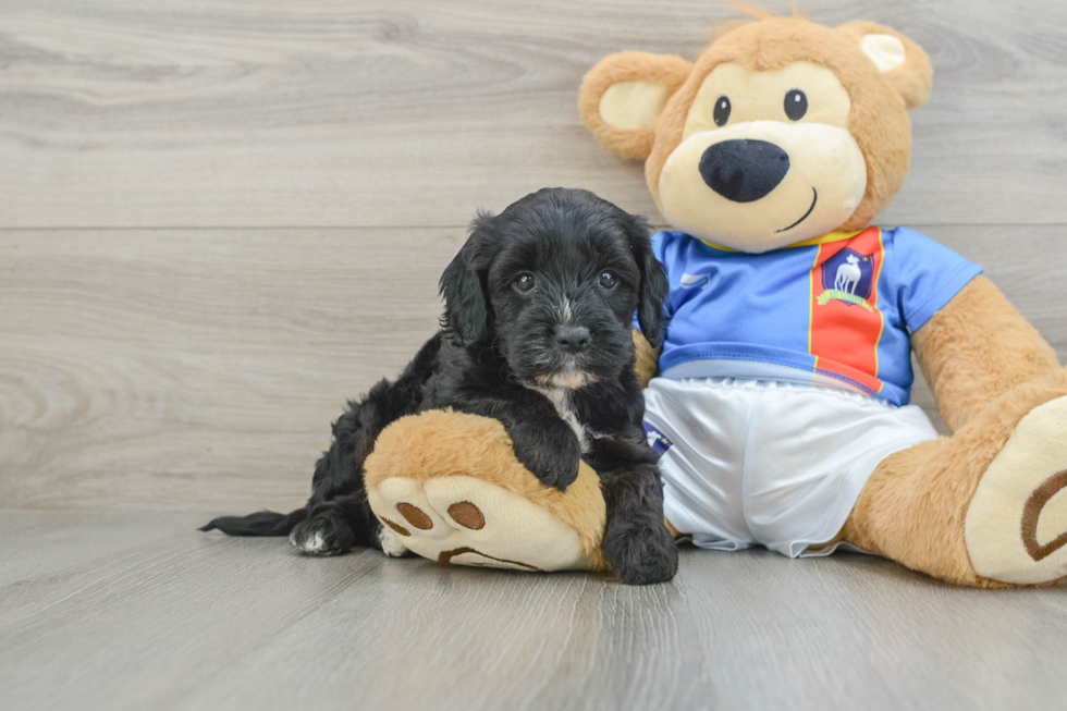 Cavapoo Puppy for Adoption