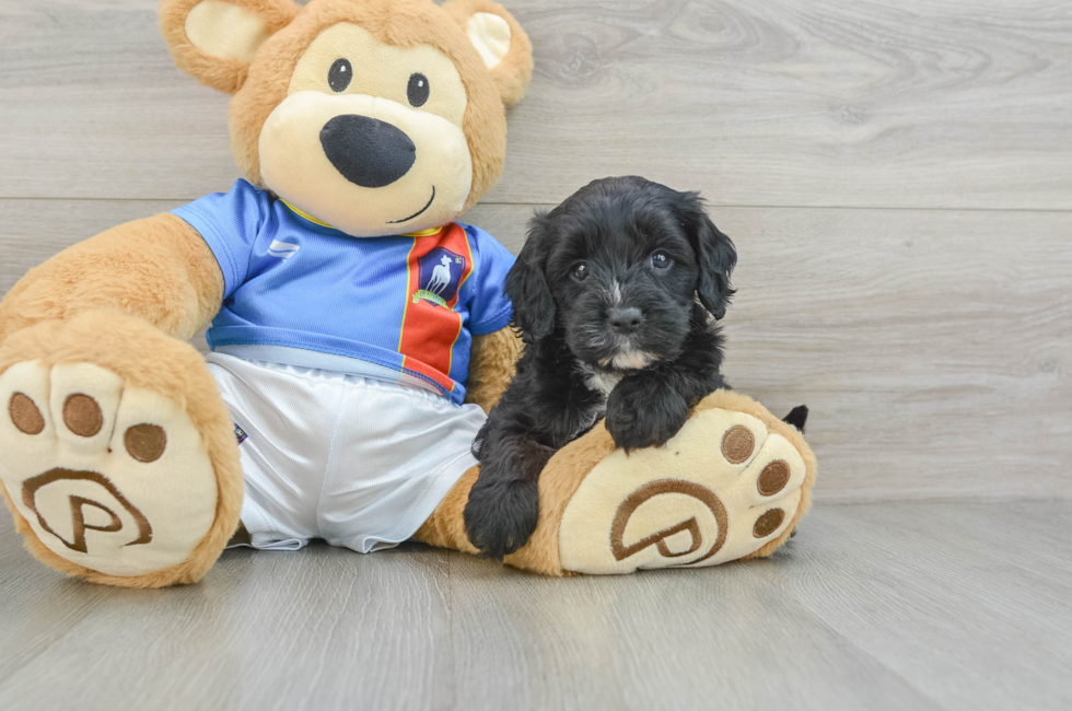 5 week old Cavapoo Puppy For Sale - Lone Star Pups