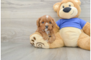 Cavapoo Puppy for Adoption