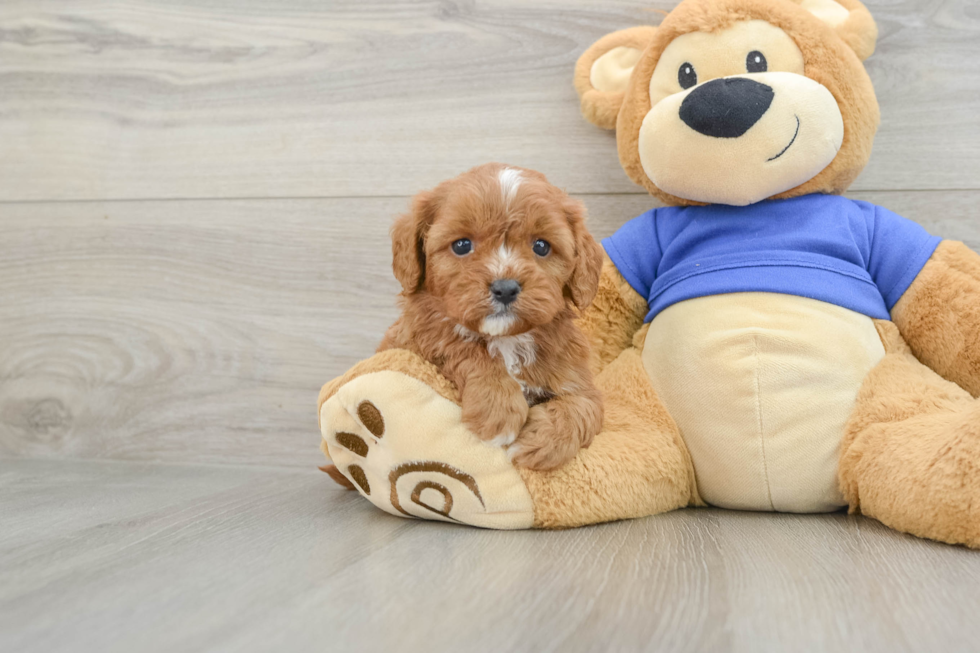 Cavapoo Puppy for Adoption