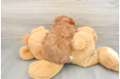 Hypoallergenic Cavadoodle Poodle Mix Puppy