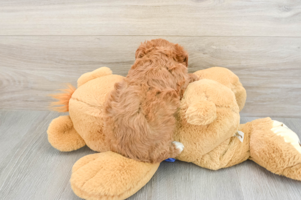 Hypoallergenic Cavadoodle Poodle Mix Puppy