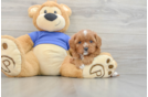 Smart Cavapoo Poodle Mix Pup