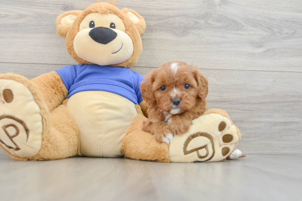 Smart Cavapoo Poodle Mix Pup