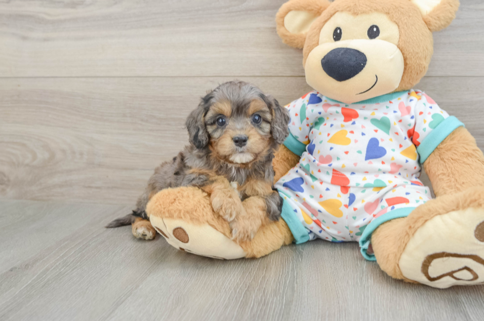 5 week old Cavapoo Puppy For Sale - Lone Star Pups