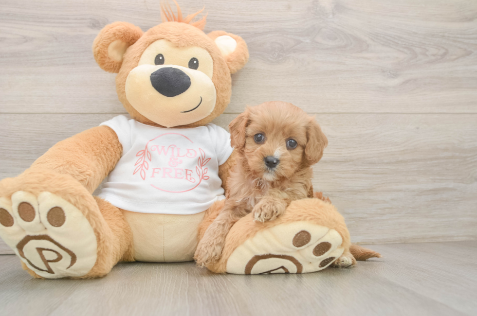 5 week old Cavapoo Puppy For Sale - Lone Star Pups