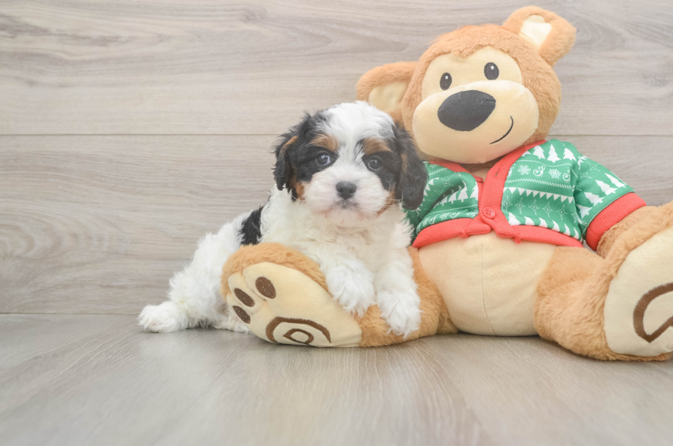 6 week old Cavapoo Puppy For Sale - Lone Star Pups