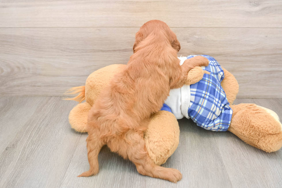 Cavapoo Puppy for Adoption