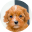 Cavapoo Puppy For Sale - Lone Star Pups