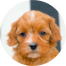 Cavapoo Puppies For Sale - Lone Star Pups