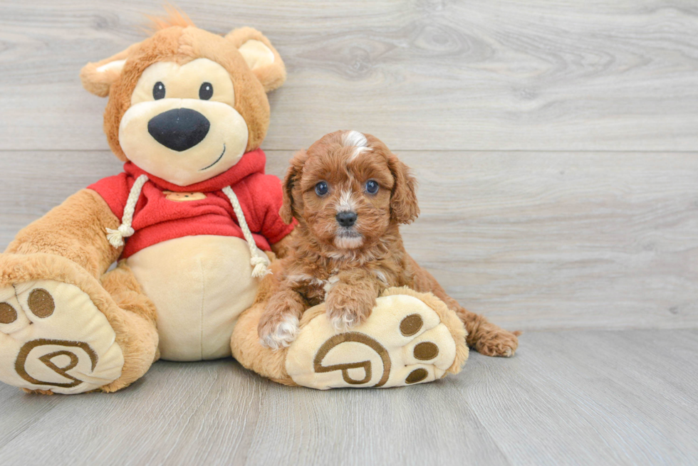 Popular Cavapoo Poodle Mix Pup