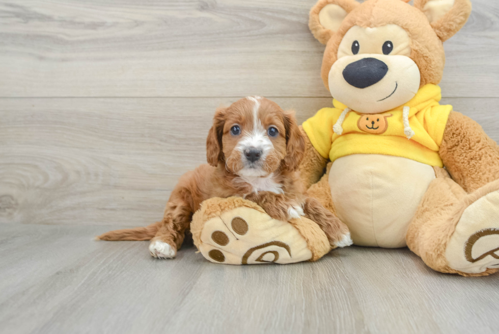 Cavapoo Pup Being Cute