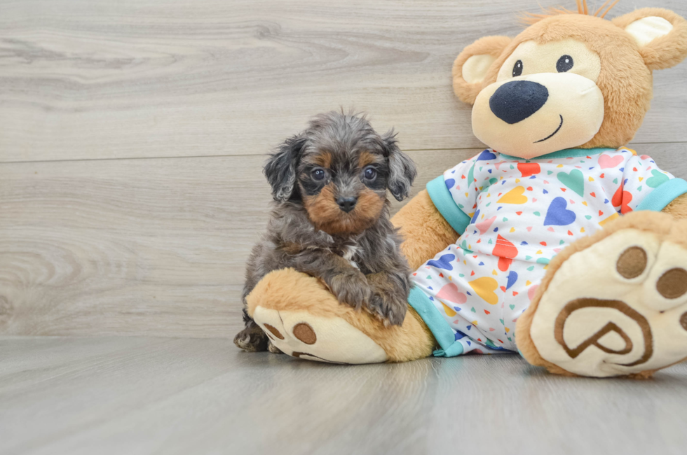 6 week old Cavapoo Puppy For Sale - Lone Star Pups