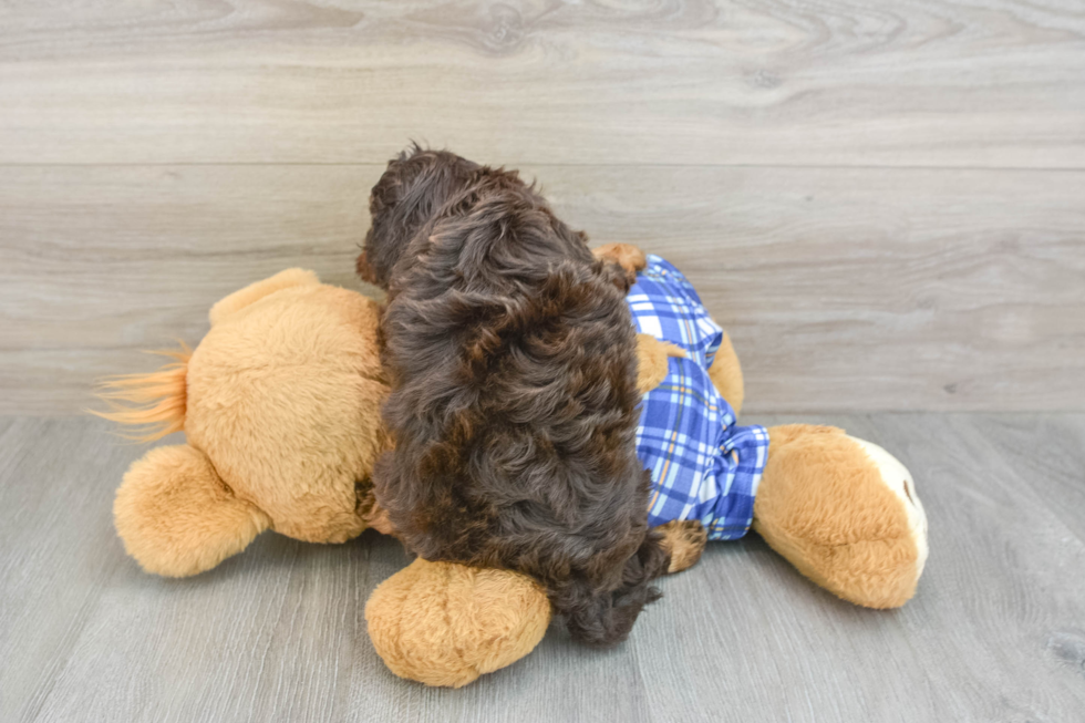 Cute Cavapoo Baby