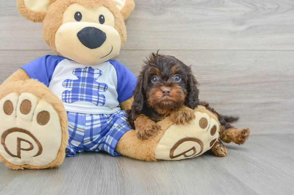 6 week old Cavapoo Puppy For Sale - Lone Star Pups