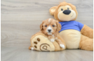 Cavapoo Puppy for Adoption