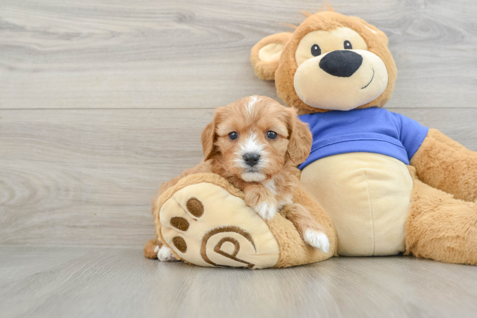 Cavapoo Puppy for Adoption