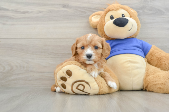 Cavapoo Puppy for Adoption