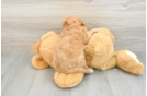 Adorable Cavalier King Charles Spaniel and Poodle Mix Poodle Mix Puppy