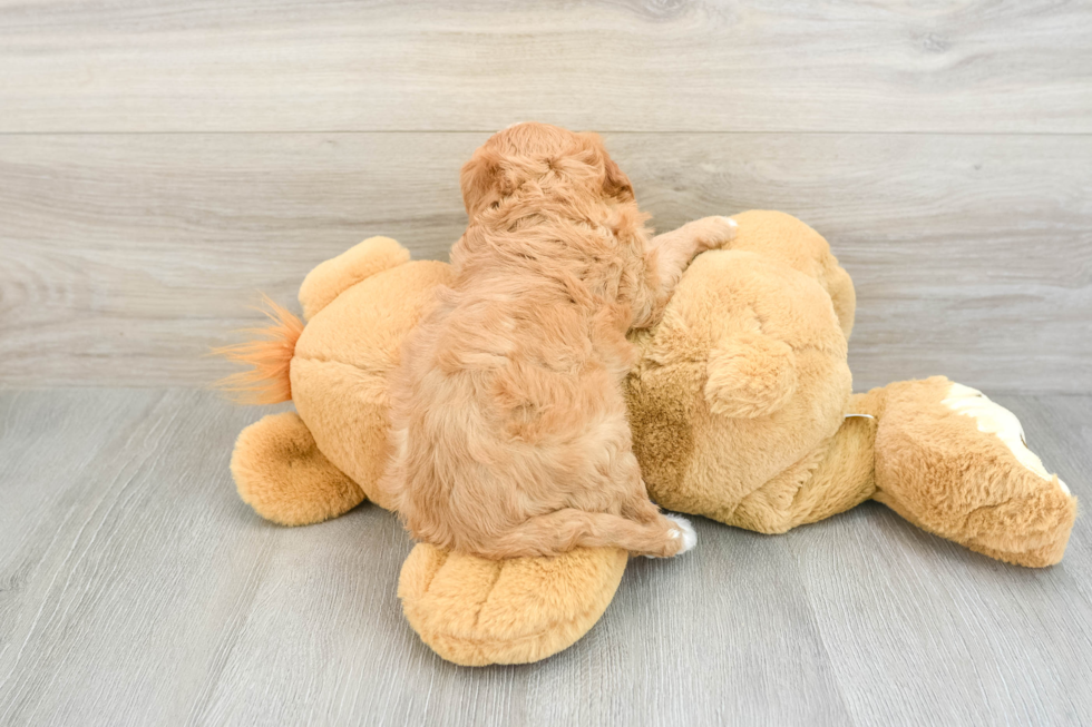 Adorable Cavalier King Charles Spaniel and Poodle Mix Poodle Mix Puppy