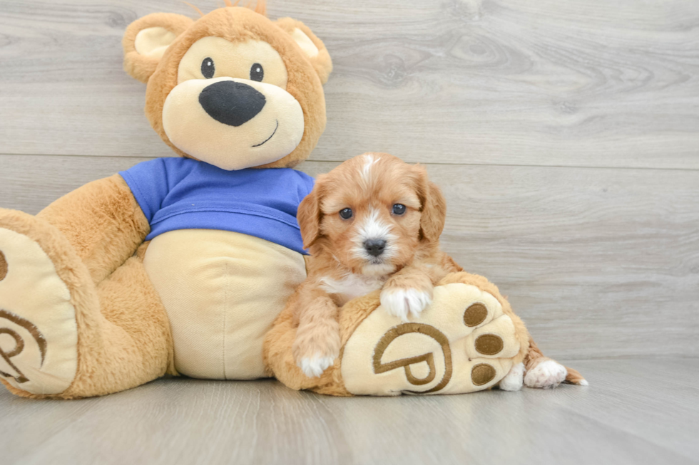 Cute Cavapoo Baby