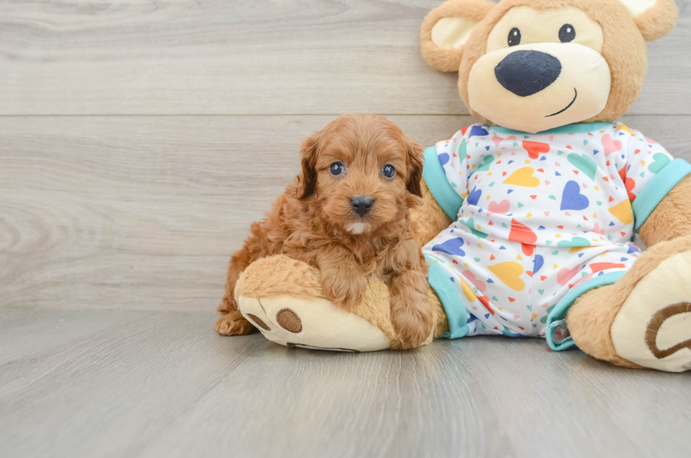 6 week old Cavapoo Puppy For Sale - Lone Star Pups