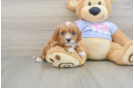 Best Cavapoo Baby