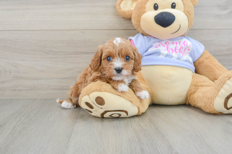 Meet Donnie - our Cavapoo Puppy Photo 1/3 - Lone Star Pups