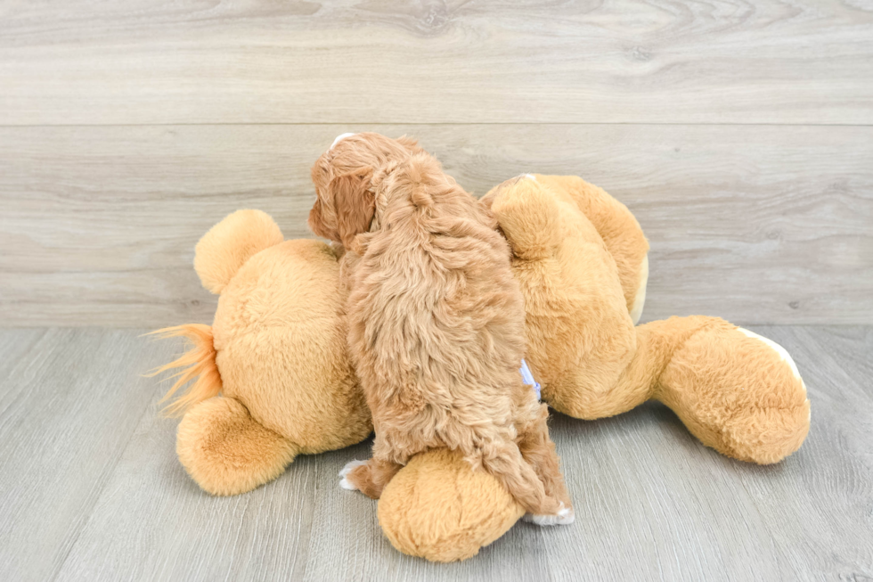 Little Cavipoo Poodle Mix Puppy