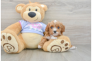 Cavapoo Pup Being Cute