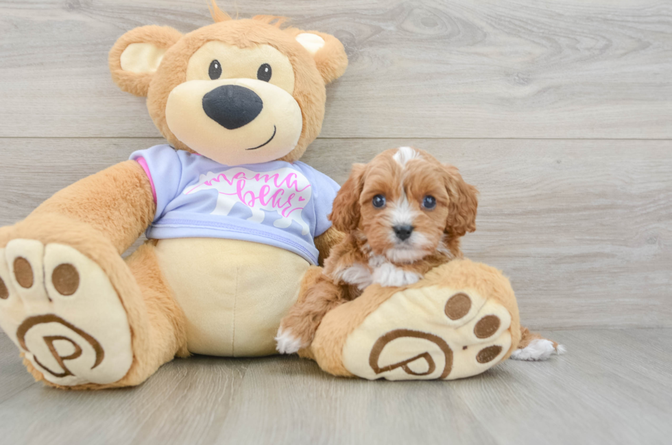 5 week old Cavapoo Puppy For Sale - Lone Star Pups