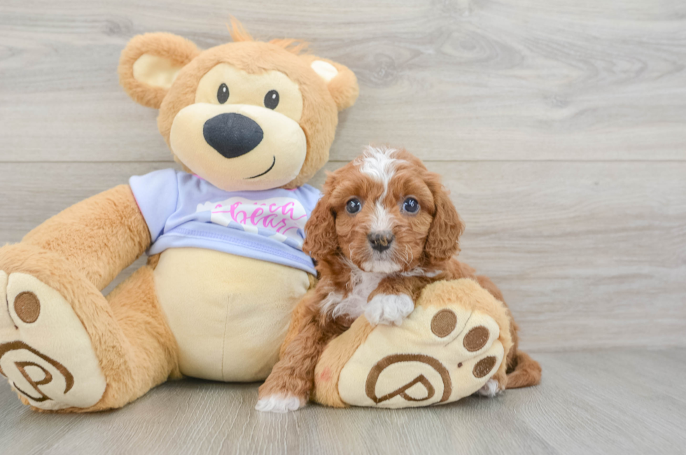 6 week old Cavapoo Puppy For Sale - Lone Star Pups