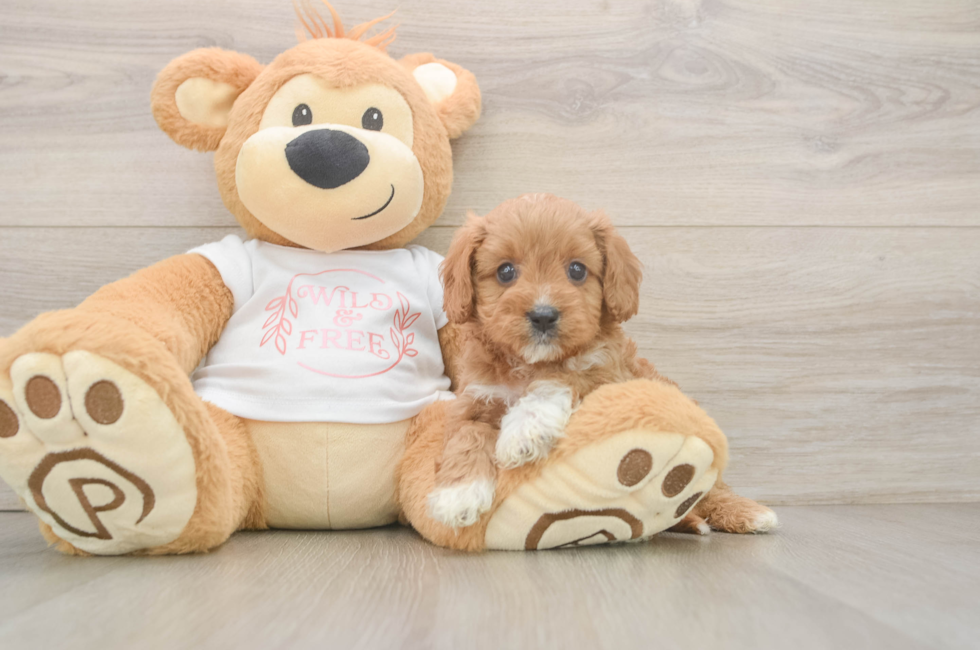 5 week old Cavapoo Puppy For Sale - Lone Star Pups