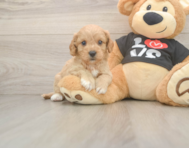 7 week old Cavapoo Puppy For Sale - Lone Star Pups