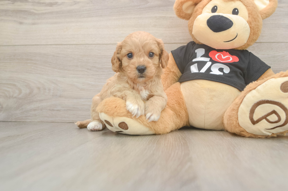 5 week old Cavapoo Puppy For Sale - Lone Star Pups