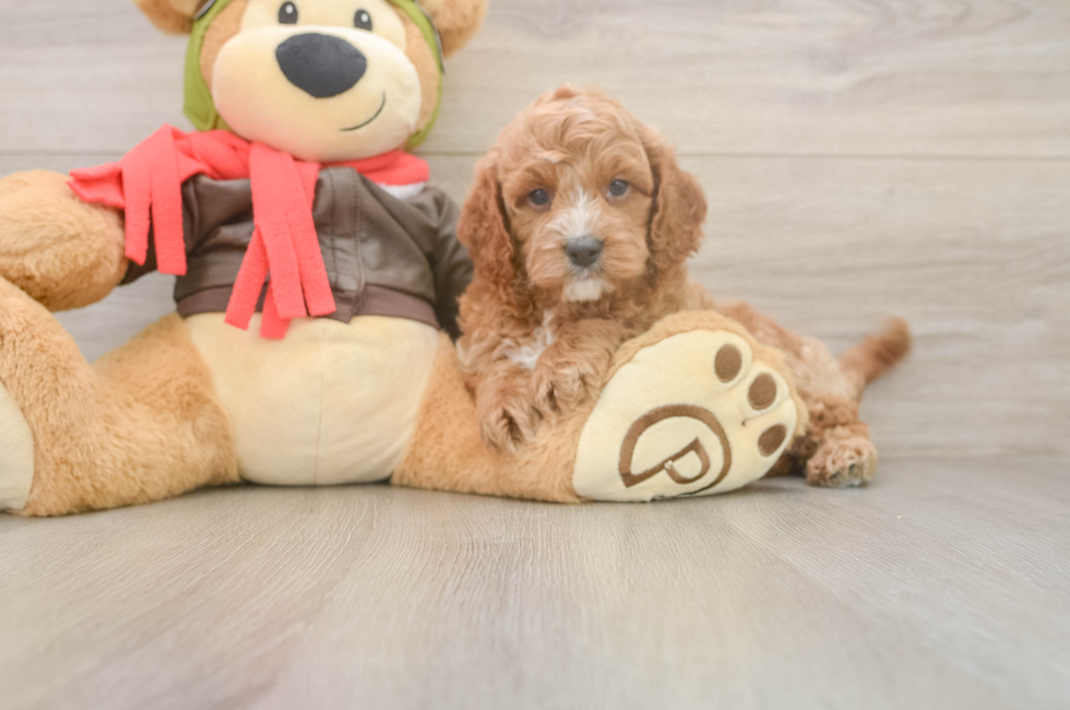 7 week old Cavapoo Puppy For Sale - Lone Star Pups
