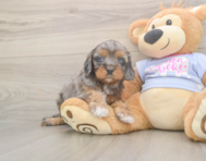 7 week old Cavapoo Puppy For Sale - Lone Star Pups