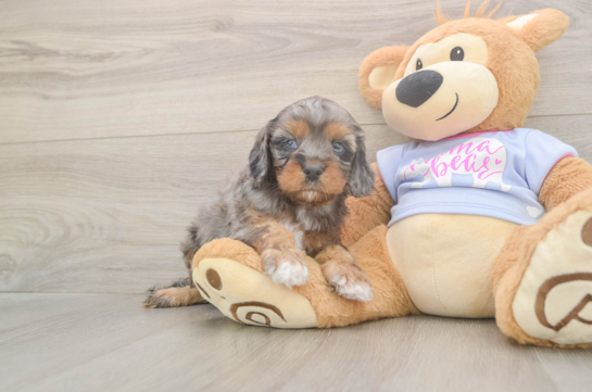 5 week old Cavapoo Puppy For Sale - Lone Star Pups Small Cavapoo Baby