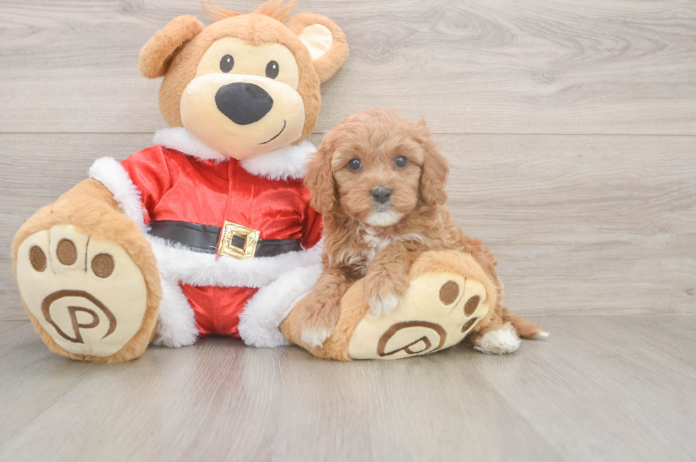 6 week old Cavapoo Puppy For Sale - Lone Star Pups