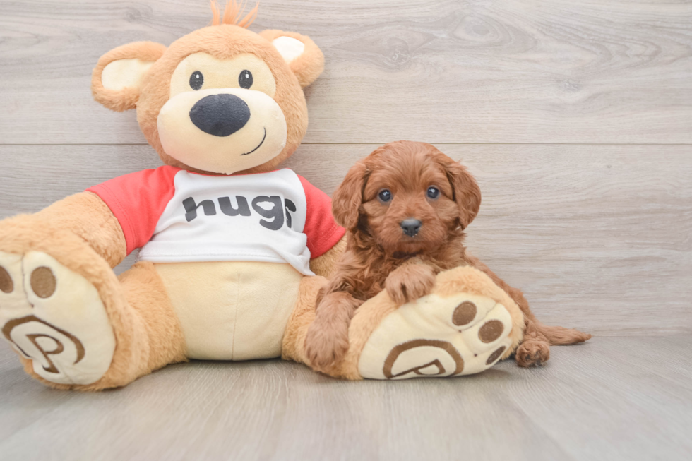 Friendly Cavapoo Baby