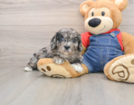 9 week old Cavapoo Puppy For Sale - Lone Star Pups