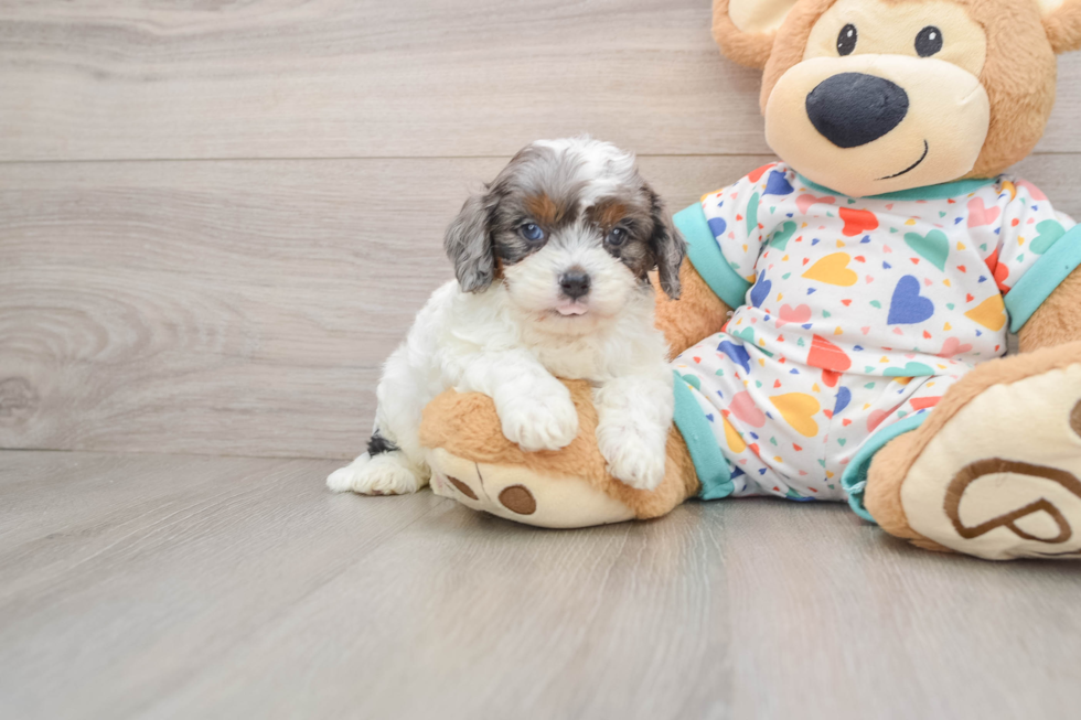 Cavapoo Pup Being Cute