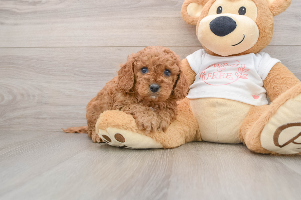 Sweet Cavapoo Baby