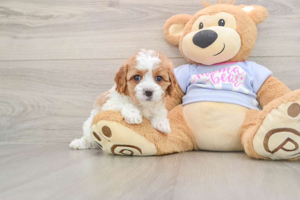 Popular Cavapoo Poodle Mix Pup