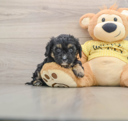 7 week old Cavapoo Puppy For Sale - Lone Star Pups